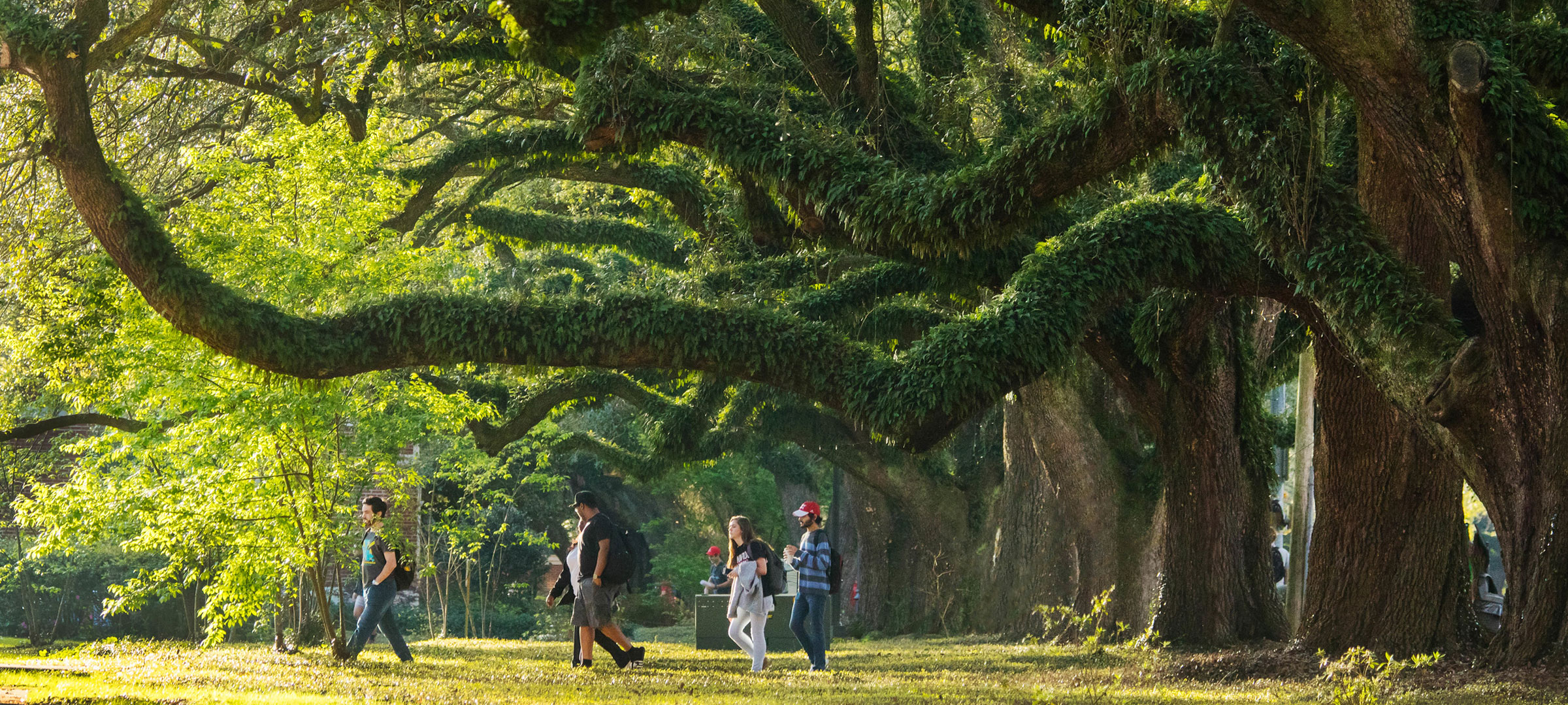 University of Louisiana at Lafayette students walking under the large oak trees on campus