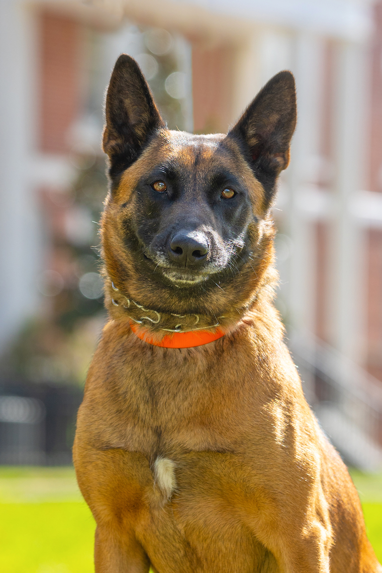 Service dog, Bella, poses for a portrait